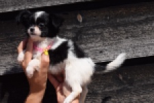 Chihuahua (teef) 49017