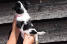Chihuahua (teef) 49017
