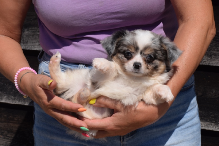 Chihuahua (reu) 49037