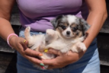 Chihuahua (reu) 49037