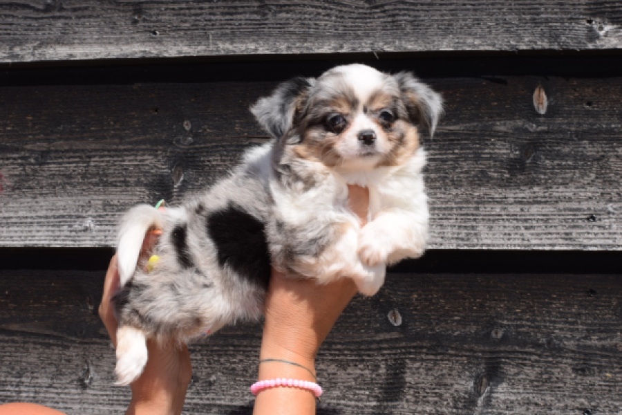 Chihuahua (reu) 49037