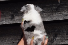 Chihuahua (reu) 49037