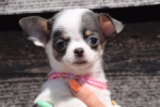 Chihuahua (teef) 49021