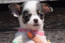 Chihuahua (teef) 49021
