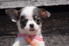 Chihuahua (teef) 49021