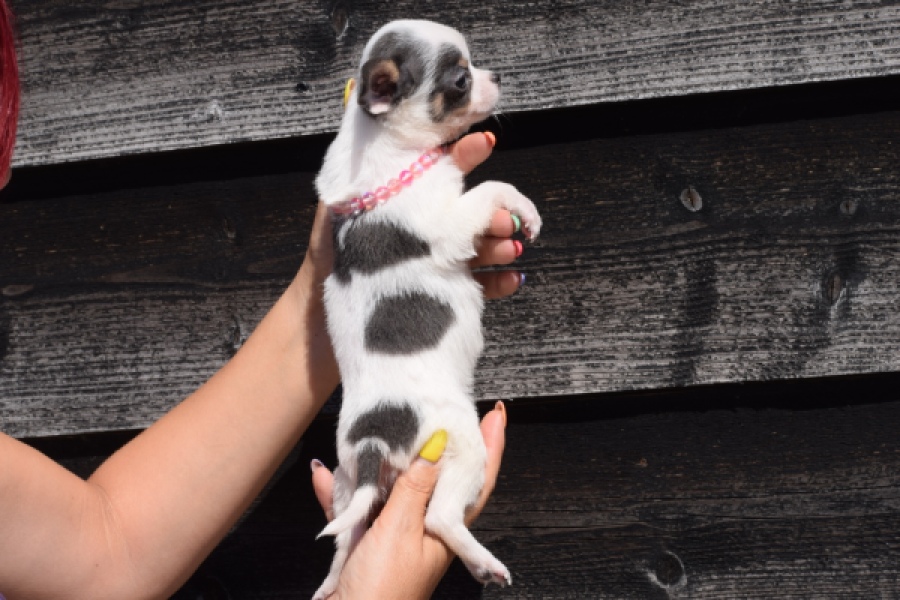 Chihuahua (teef) 49021