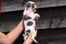 Chihuahua (teef) 49021