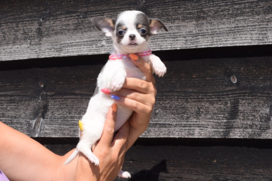 Chihuahua (teef) 49021