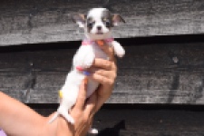 Chihuahua (teef) 49021