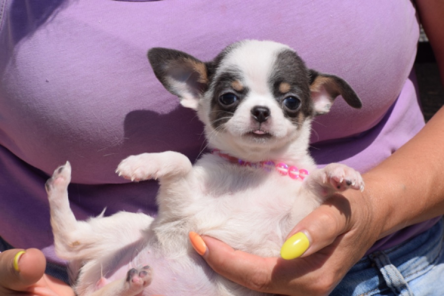 Chihuahua (teef) 49021