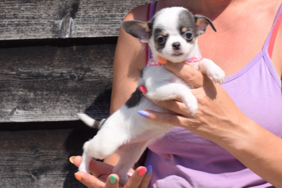 Chihuahua (teef) 49021