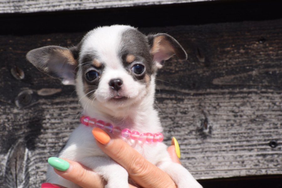 Chihuahua (teef) 49021