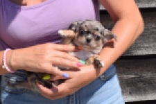 Chihuahua (reu) 49033
