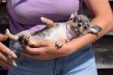 Chihuahua (reu) 49033