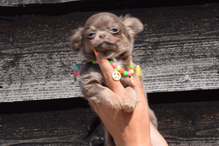 Chihuahua (reu) 43483