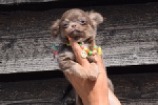 Chihuahua (reu) 43483