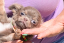 Chihuahua (reu) 43483