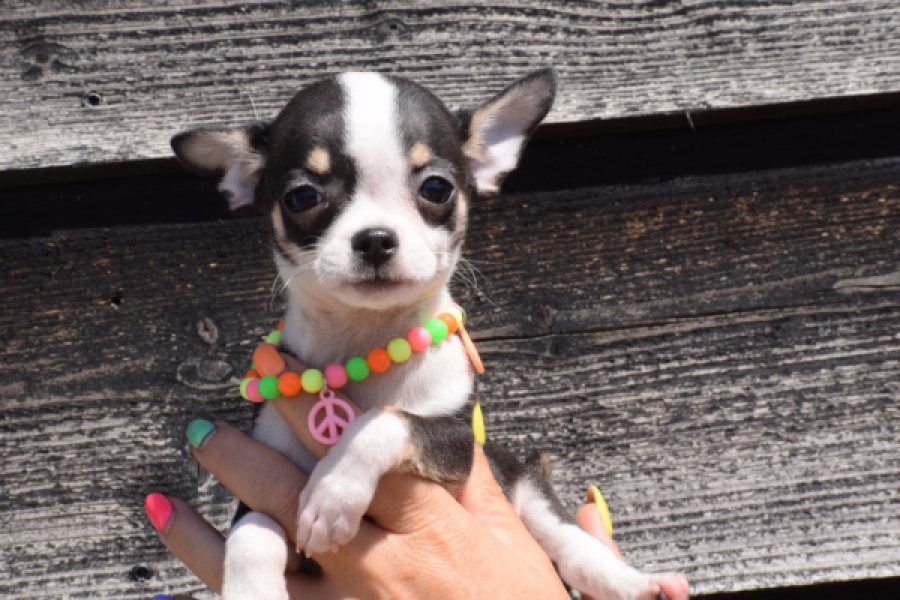 Chihuahua (reu) 43462