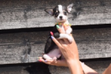 Chihuahua (reu) 43462