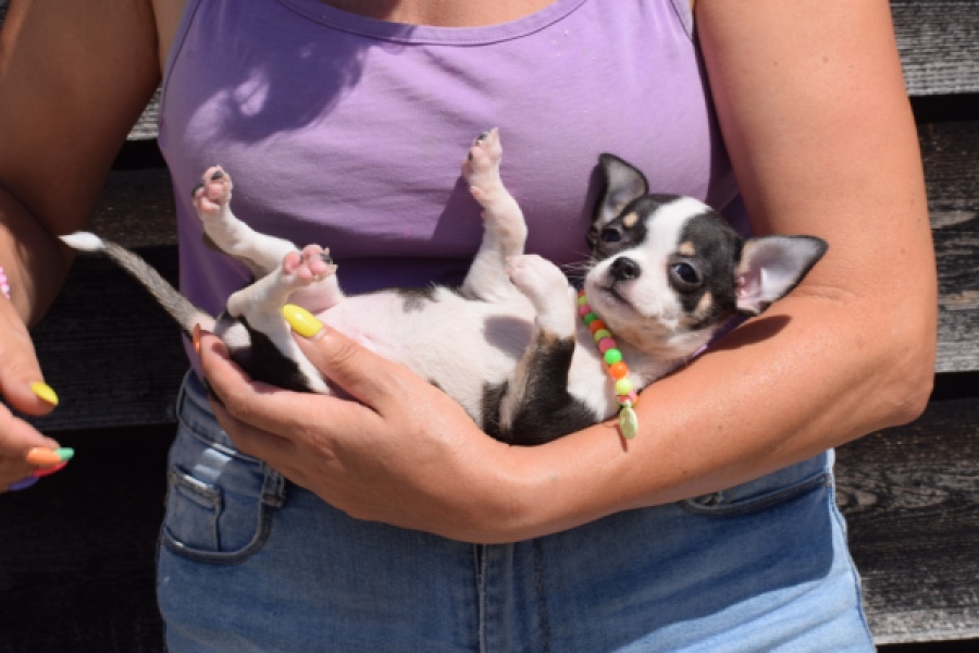 Chihuahua (reu) 43462