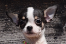 Chihuahua (reu) 43462