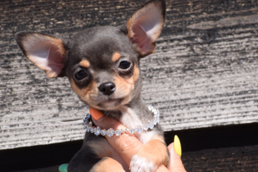 Chihuahua (teef) 43502
