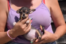Chihuahua (teef) 43502