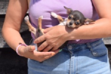 Chihuahua (teef) 43502
