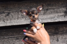 Chihuahua (teef) 43502