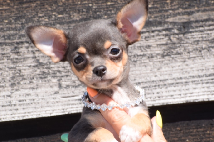 Chihuahua (teef) 43502