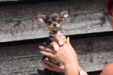 Chihuahua (teef) 43502