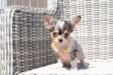 Chihuahua (reu) 43506