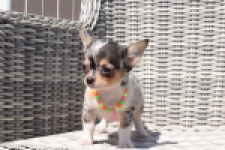 Chihuahua (reu) 43506