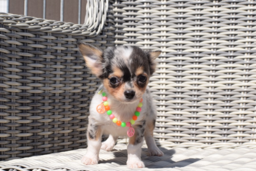 Chihuahua (reu) 43506