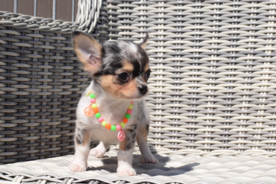 Chihuahua (reu) 43506