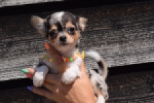 Chihuahua (reu) 43506