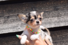 Chihuahua (reu) 43506