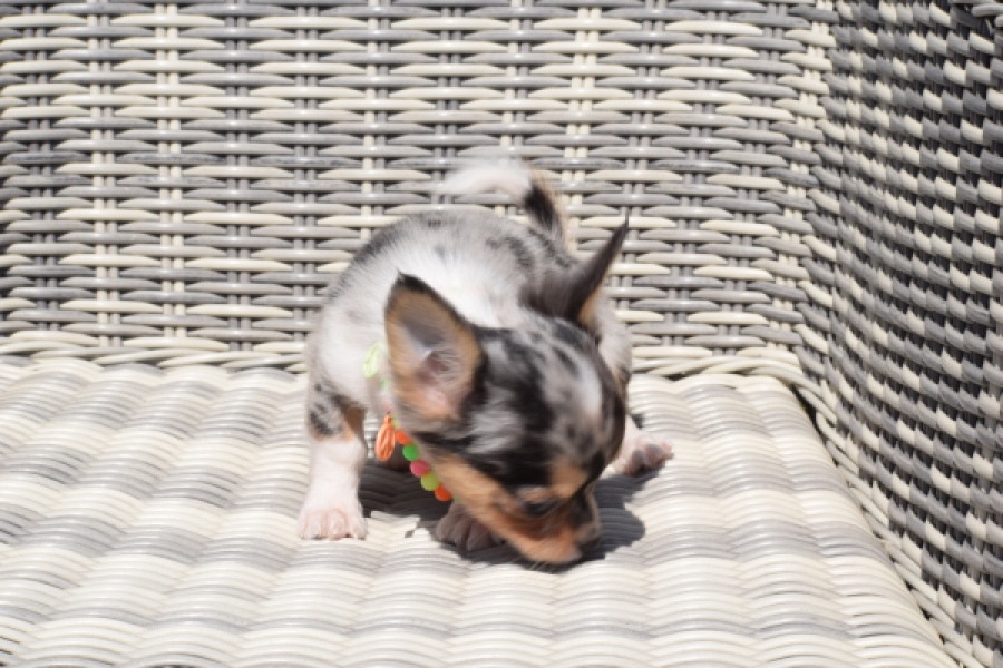 Chihuahua (reu) 43506