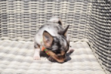 Chihuahua (reu) 43506