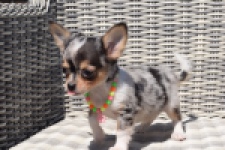 Chihuahua (reu) 43506