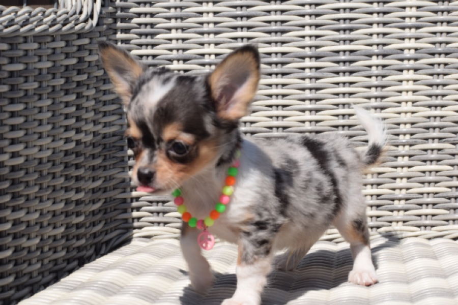Chihuahua (reu) 43506
