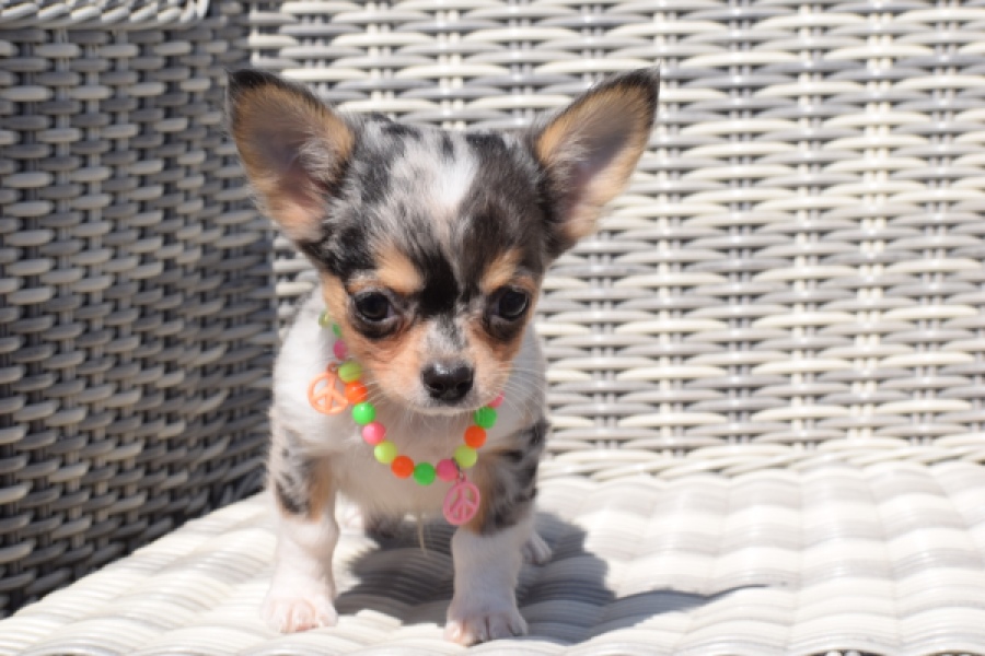 Chihuahua (reu) 43506