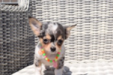 Chihuahua (reu) 43506