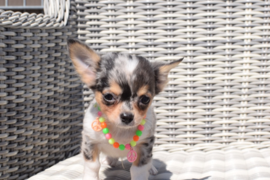 Chihuahua (reu) 43506