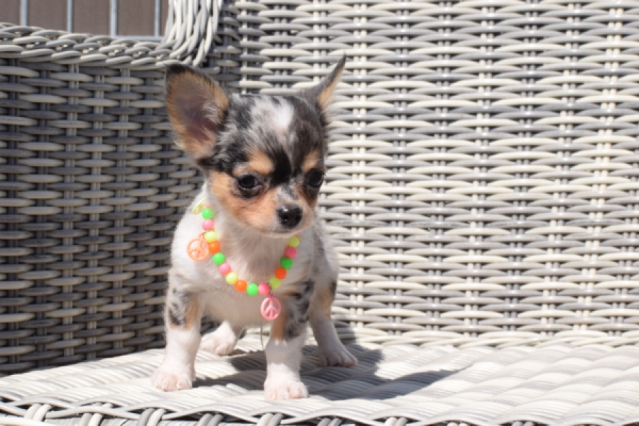 Chihuahua (reu) 43506