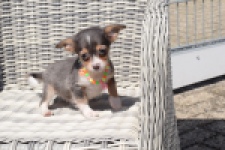 Chihuahua (reu) 43574