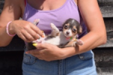 Chihuahua (reu) 43574