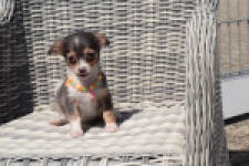 Chihuahua (reu) 43574