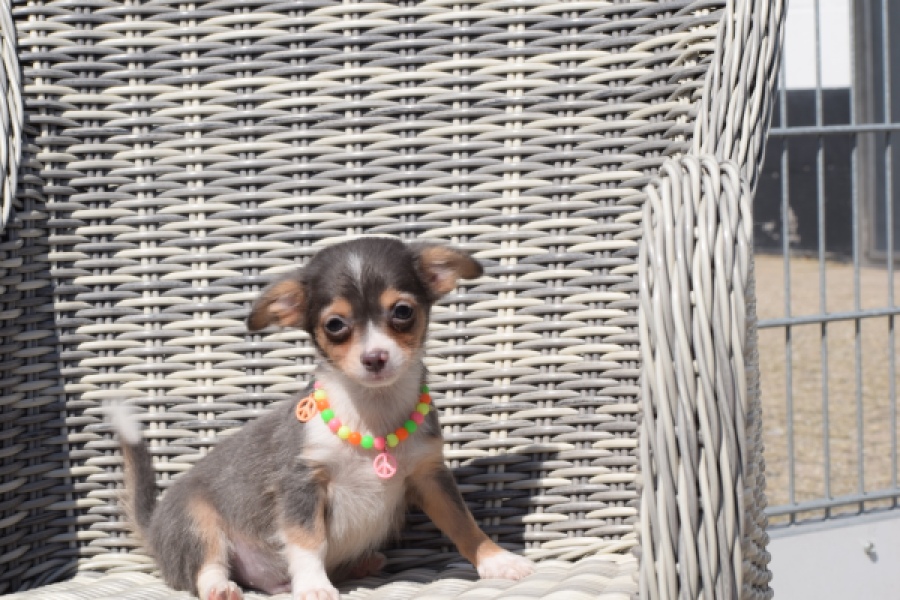 Chihuahua (reu) 43574