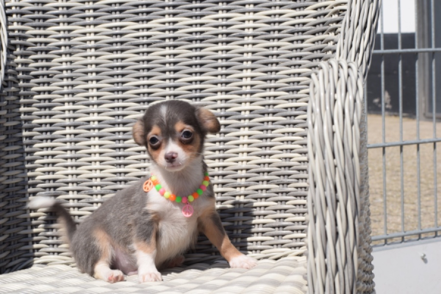 Chihuahua (reu) 43574